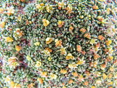Azorella diapensioides