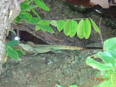 Anolis roquet