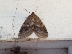 Operophtera occidentalis