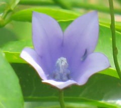 Wahlenbergia grandiflora