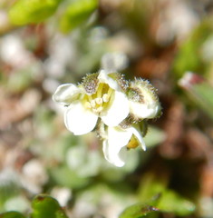 Draba nivalis
