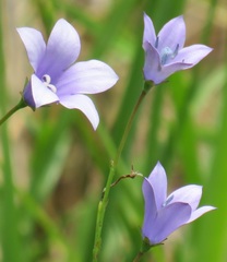 Wahlenbergia grandiflora