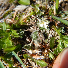 Draba nivalis