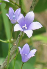 Wahlenbergia grandiflora