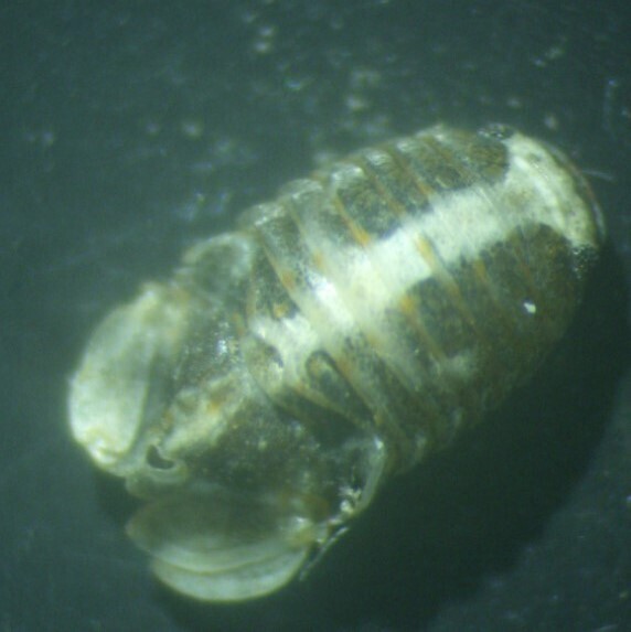 Isocladus otion