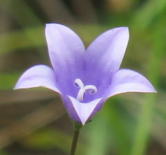 Wahlenbergia grandiflora