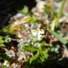 Draba nivalis