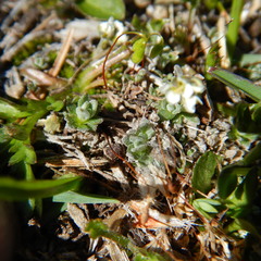 Draba nivalis
