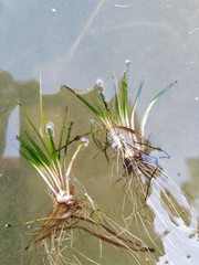 Isoetes lacustris