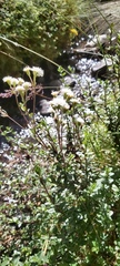 Oxylobus arbutifolius