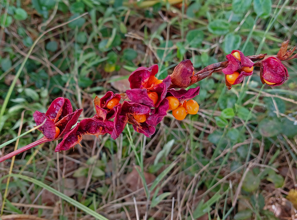 Chasmanthe aethiopica, The Island, Sedgefield, 6573, South Africa, by mary-hunter