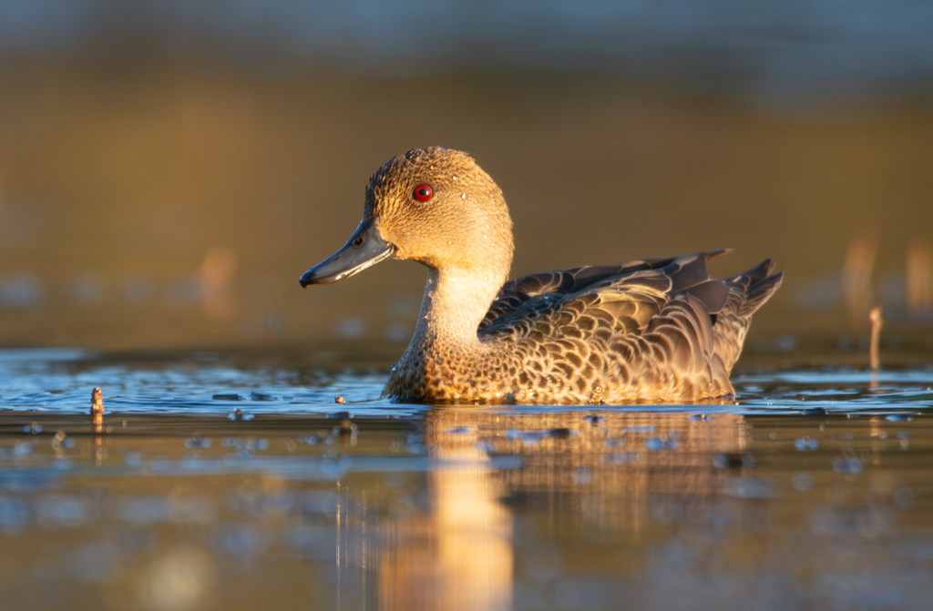 Grey Teal