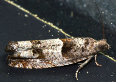 Pseudexentera maracana