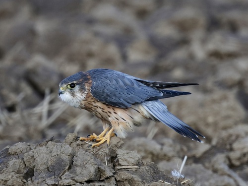 Esmerejón (Falco columbarius)