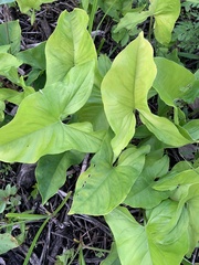 Syngonium auritum