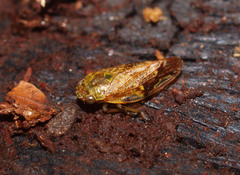 Pseudaphronella jactator