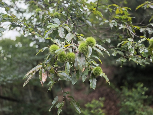 Japanese Chestnut