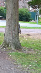 Sciurus carolinensis