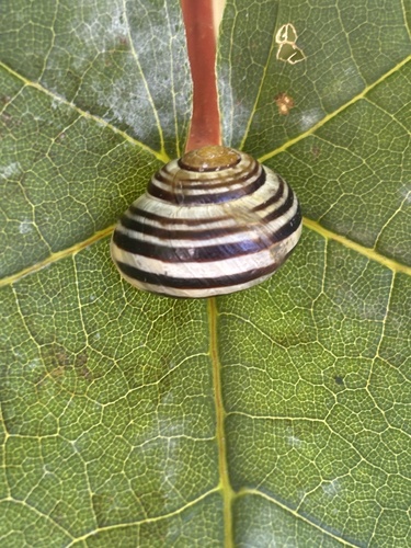 Cepaea hortensis