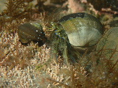 Pagurus novizealandiae