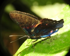 Ancyluris inca