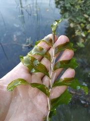 Potamogeton praelongus