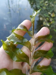Potamogeton praelongus