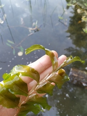 Potamogeton praelongus