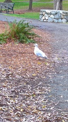 Larus glaucescens × occidentalis