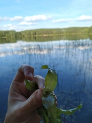 Potamogeton praelongus