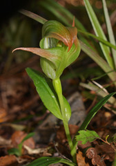 Pterostylis patens