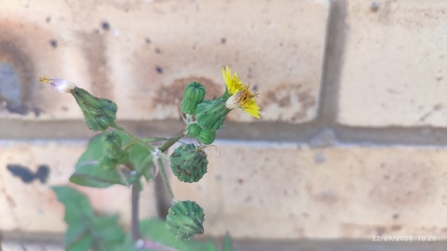 Common Sow-thistle