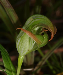 Pterostylis patens