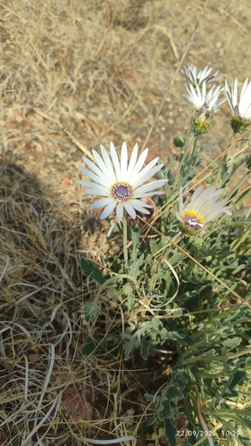 blue-eyed African daisy