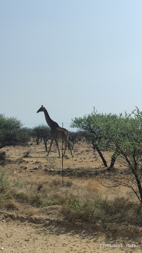 Southern Giraffe