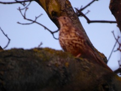 Turdus viscivorus