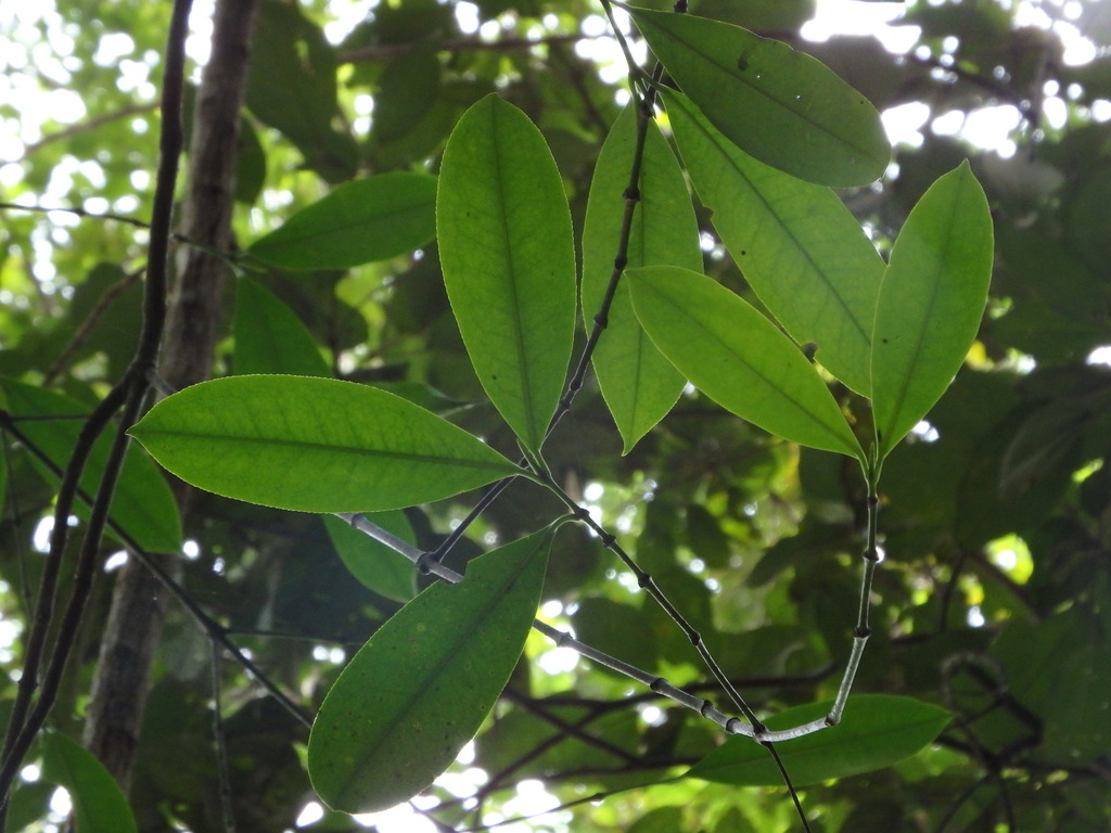 Carallia (Carallia brachiata)
