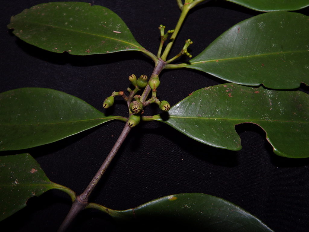 billabong-tree (Carallia brachiata)