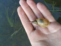 Lymnaea