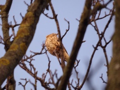 Turdus viscivorus