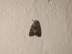 Tachosa fumata