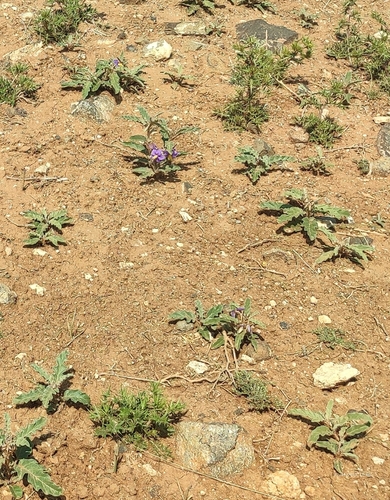 silverleaf nightshade