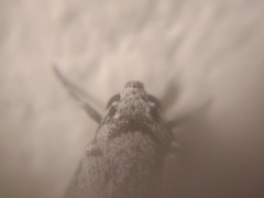 Tachosa fumata