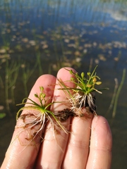 Subularia aquatica