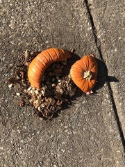 Cucurbita maxima maxima