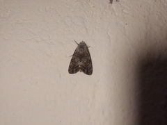 Tachosa fumata