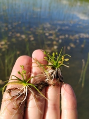 Subularia aquatica