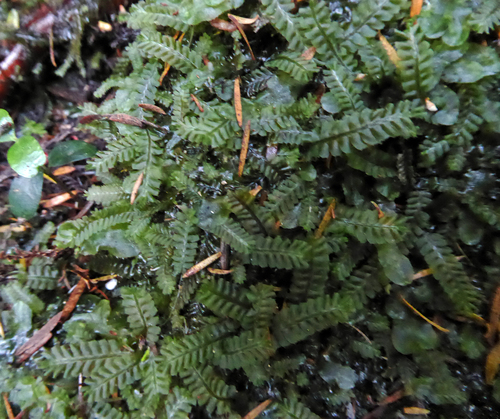 Heteroscyphus coalitus