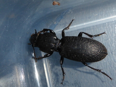 Mecodema crenaticolle