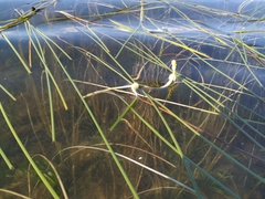 Sparganium gramineum